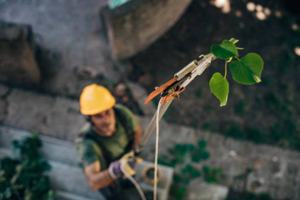 How Our Tree Care Process Works  in Evans, CO